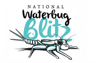 Melbourne Waterbug Blitz: Bộ sưu tập cà cuống